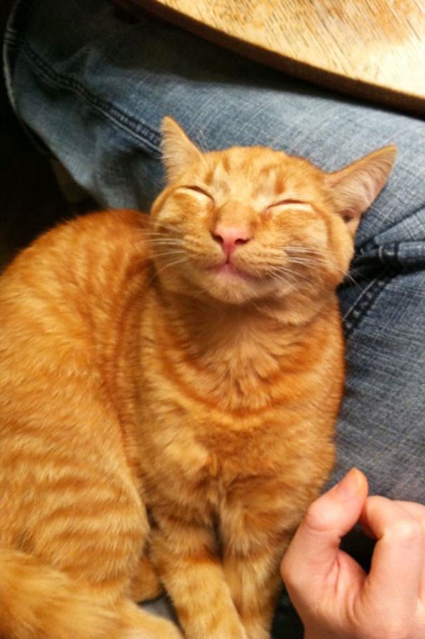 кошка улыбается, улыбающиеся коты, коты улыбаки