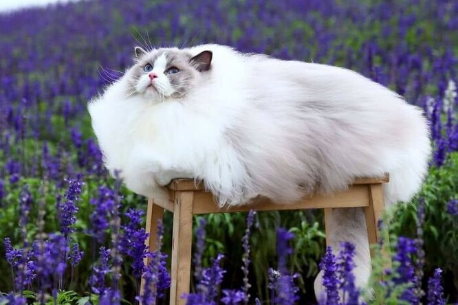 Кто на&nbsp;свете всех пушистей: 15 реальных фотографий «супершерстяных» котов