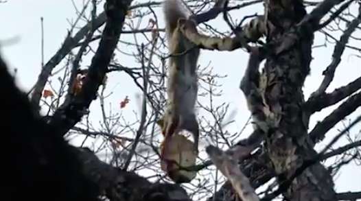 Счастье пришло, откуда не ждали: белка растерялась, держа в лапах огромный кусок хлеба