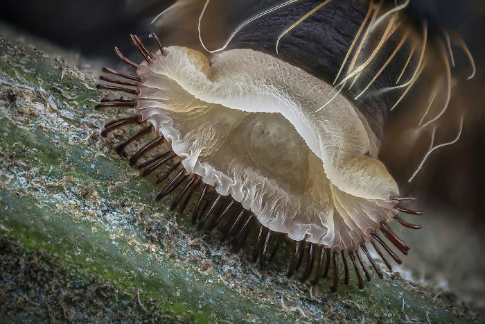 Abdominal Proleg Of A Caterpillar, Netanya, Image Of Destinction