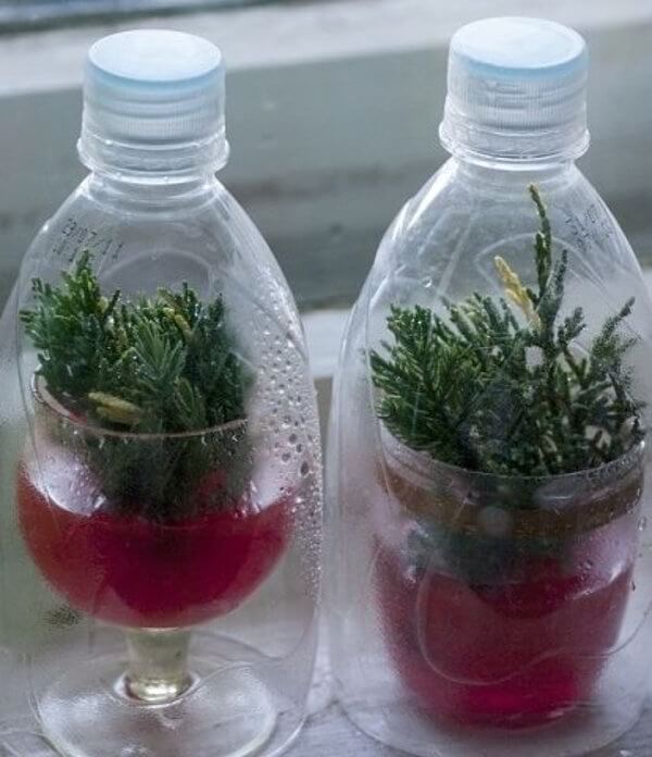 Вот как просто вырастить тую из черенка очумелые ручки,советы