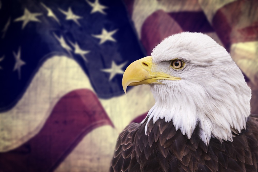 Звук орла америка. Белоголовый Орлан США. Символ Америки белоголовый Орлан. Белоголовый орёл символ Америки. Белоголовый Орлан с флагом.