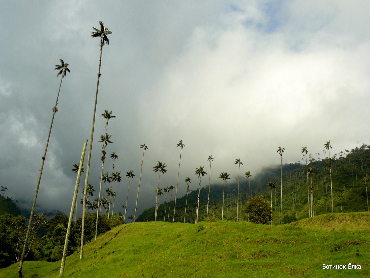 Самая высокая пальма в мире Самая высокая пальма в мире