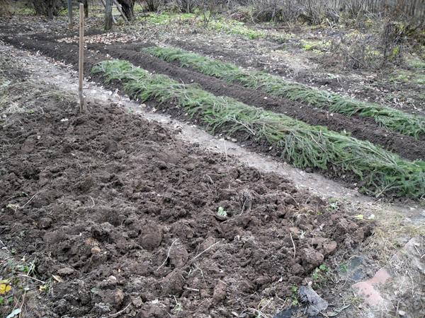 Грядки с посадками лука под зиму