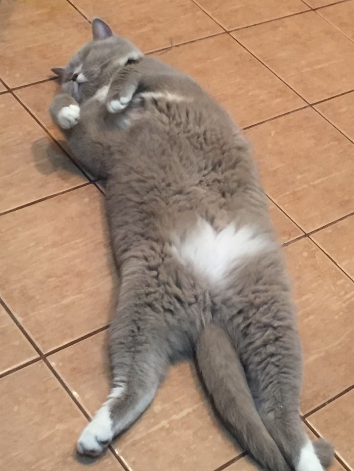 сколько спит кот спящий кот