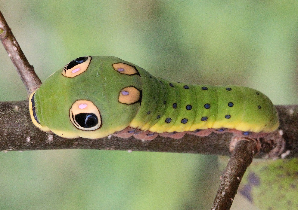 Парусник Papilio troilus