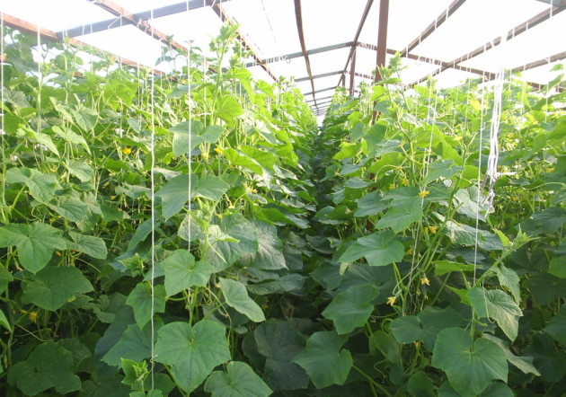 Выращивание огуречной культуры на шпалерах способствует заметному повышению общего урожая