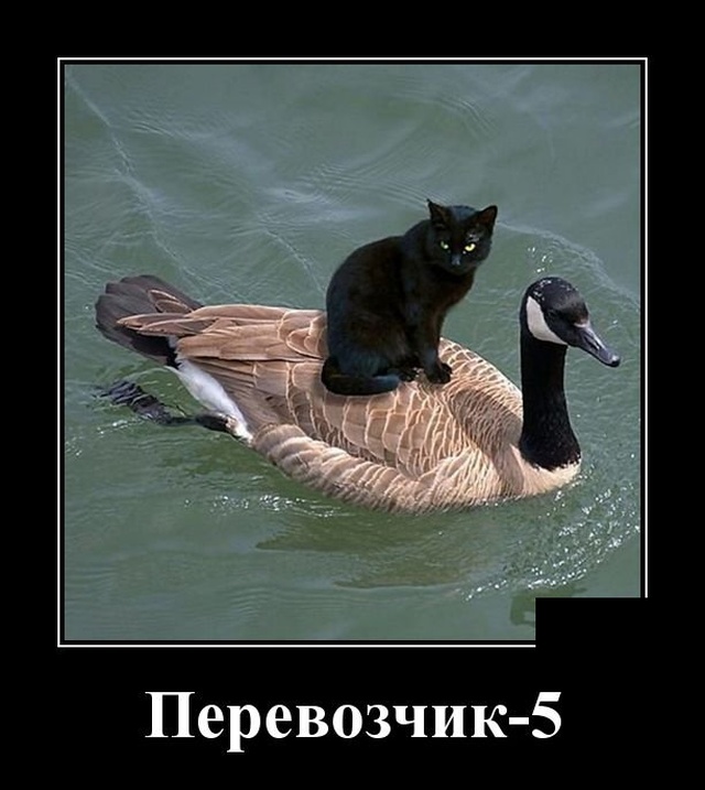 Подборка забавных и веселых демотиваторов из сети Подборка забавных и веселых демотиваторов из сети демотиваторы свежие,приколы,смешные демотиваторы,смешные картинки,юмор