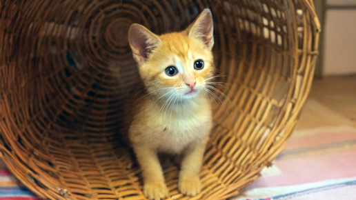 Подарок для внучки