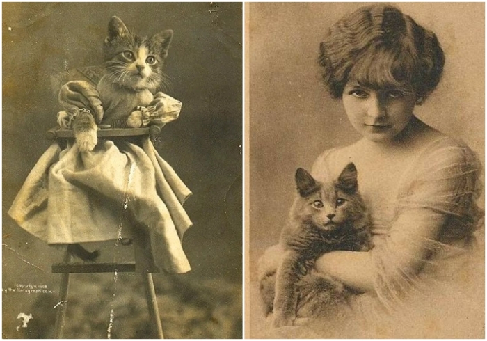 Кошки в до-викторианской Англии.