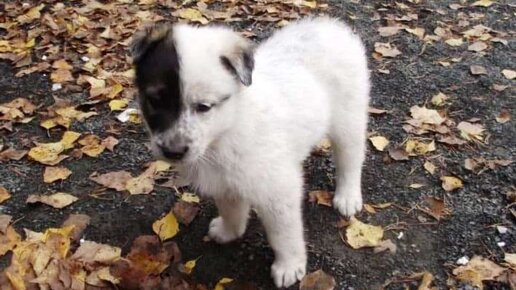 Урок милосердия