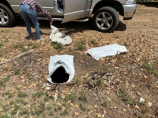 Найденный в пакете пес с ужасом смотрел на свою спасительницу Найденный в пакете пес с ужасом смотрел на свою спасительницу не всё так грустно
