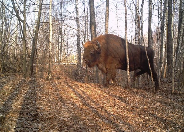 Мужчина установил фотоловушки возле Чернобыля. Камера зафиксировала невероятное!