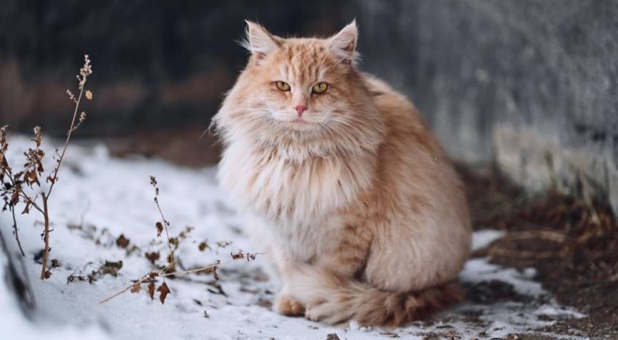 Петербургские активисты раскритиковали власти за инициативу отлова бездомных животных Общество