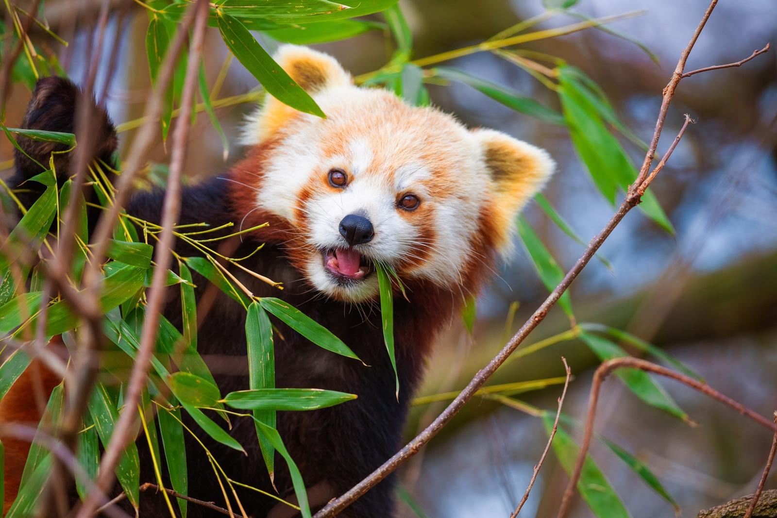 25 самых милых фотографий животных в дикой природе ShutterstockFotodomruфото, ктото, Bachkova, посмотрите, Piotr, марта, только, дикой, NataliaShutterstockFotodomruфото, KrzeslakShutterstockFotodomruфото, важной, удивленно, выглядывает, Только, укрытия, сладко, рядом, неловко, кувыркается, траве