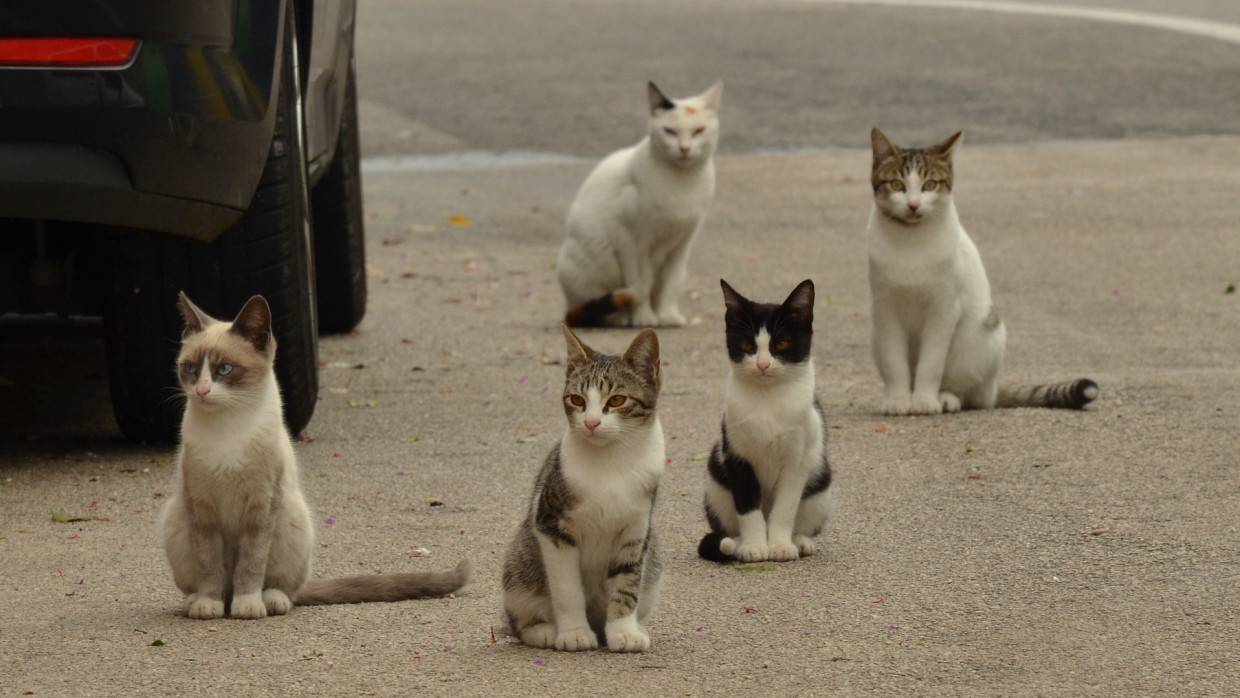 Новые приюты для бездомных животных построят в Приморье