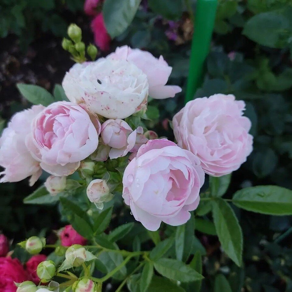 Розы полиантовые: что это такое, популярные сорта и как за ними ухаживать лучше, более, блогера, семена, можно, могут, сортов, соцветия, Цветки, полиантовые, сразу, саженцы, грунт, нужно, очень, розовые, стоит, землю, цветения, растение