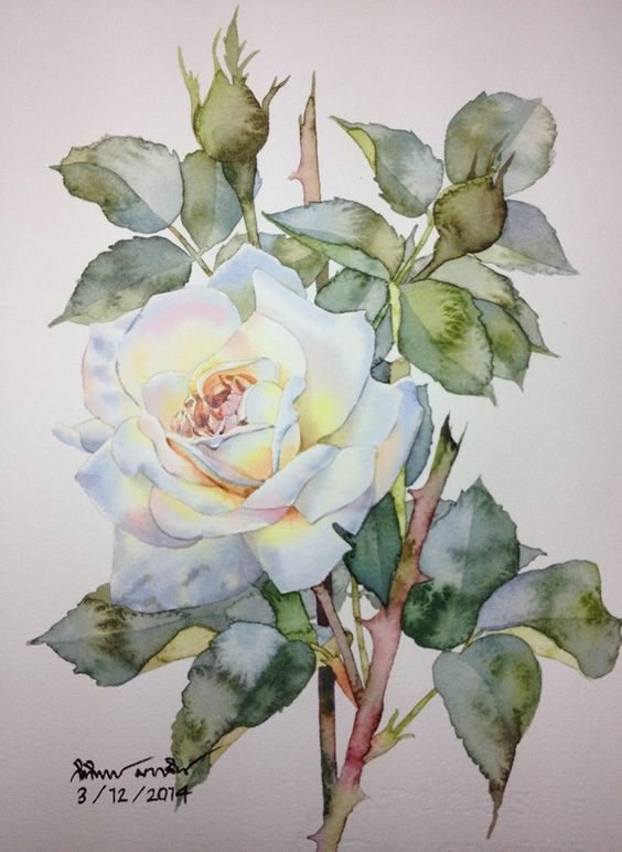 White rose: 