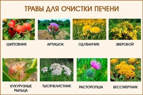 Травы для печени.