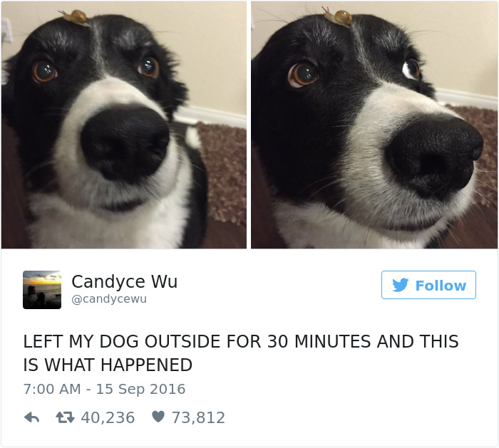 Самые милые твиты о собаках, которые доведут вас до слёз от смеха!