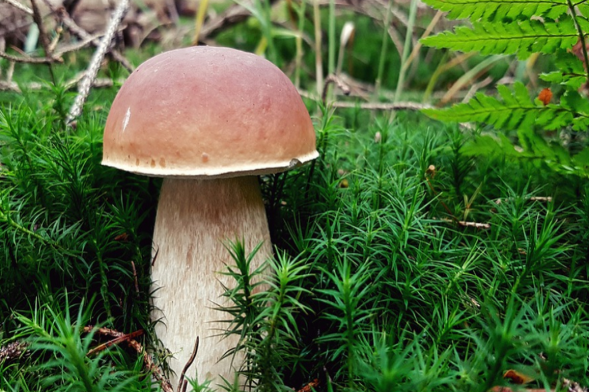 Первые белые грибы появились в подмосковных лесах