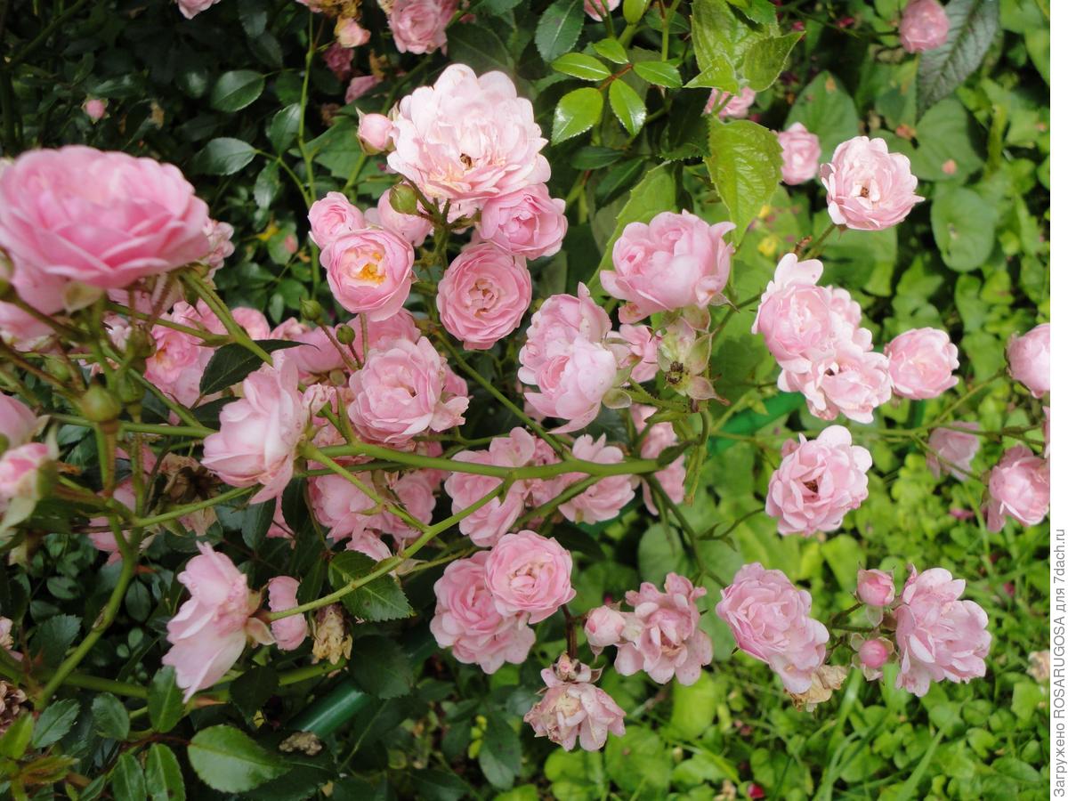 Знаменитые розы Василевского фото