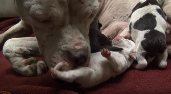 6-stray-pit-bull-puppies-667x368