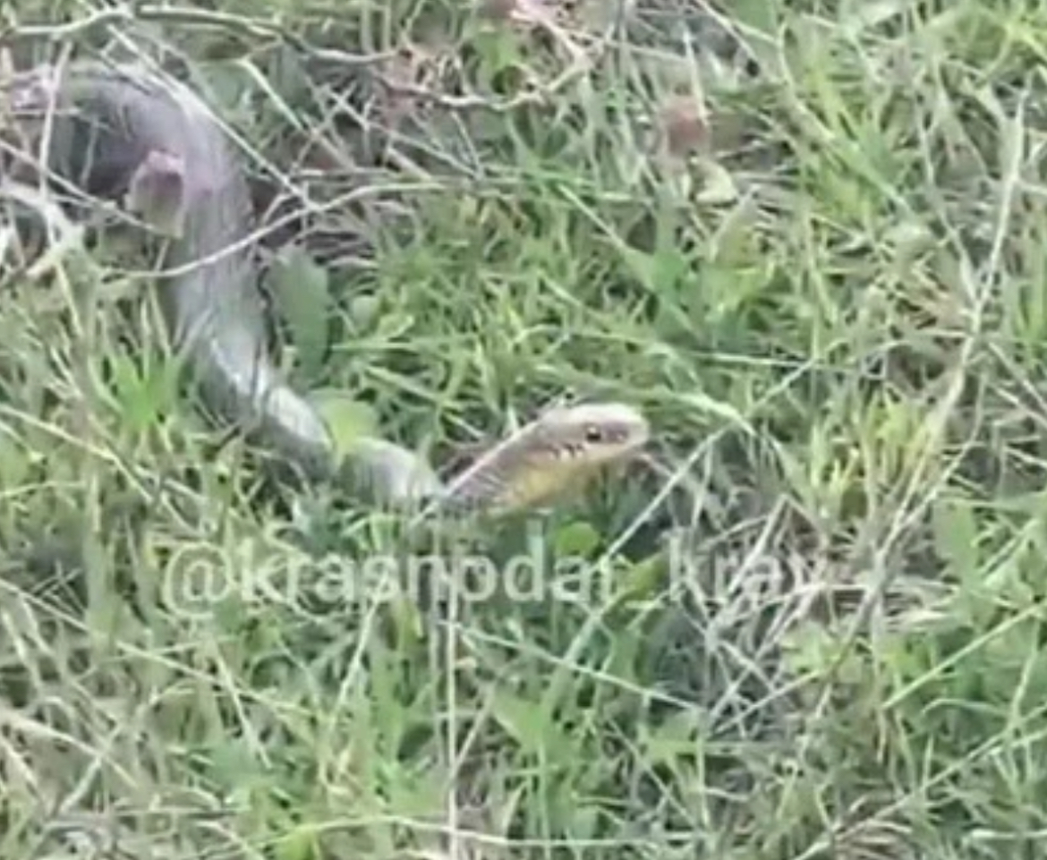 На Кубани пробуждаются ядовитые змеи
