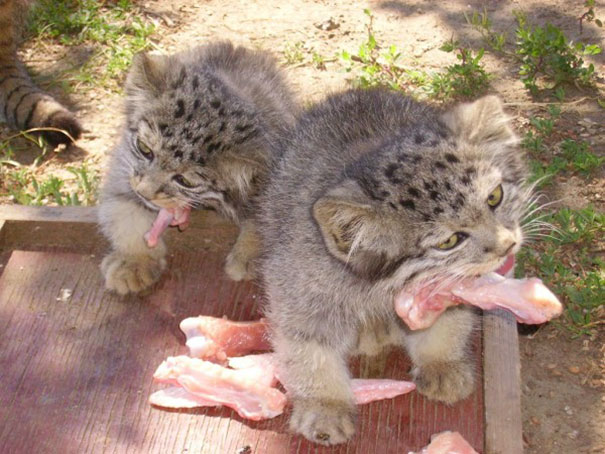 russian-farmer-wild-cat-kittens-manul-3