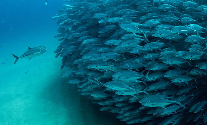 В аквариуме нашли рыбу, которая всегда плывет вопреки потоку других рыб. Видео - похожая новость на Toplenta