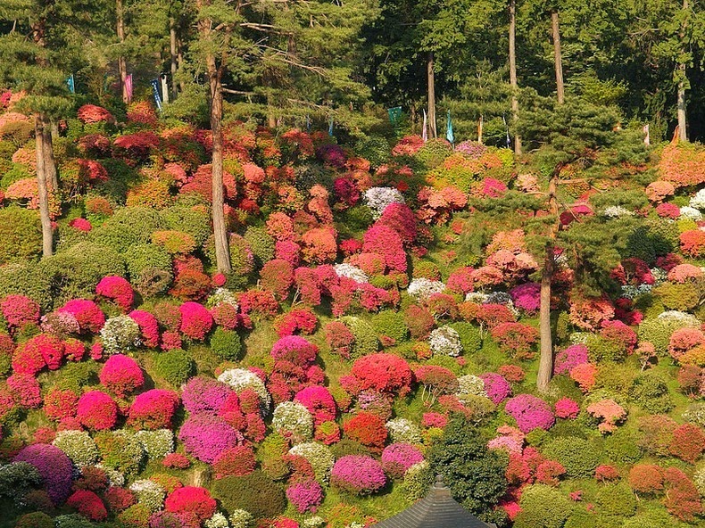 Shiofune-Kannon-ji Temple – буддийский храм, окруженный разноцветными кустами азалии авиатур