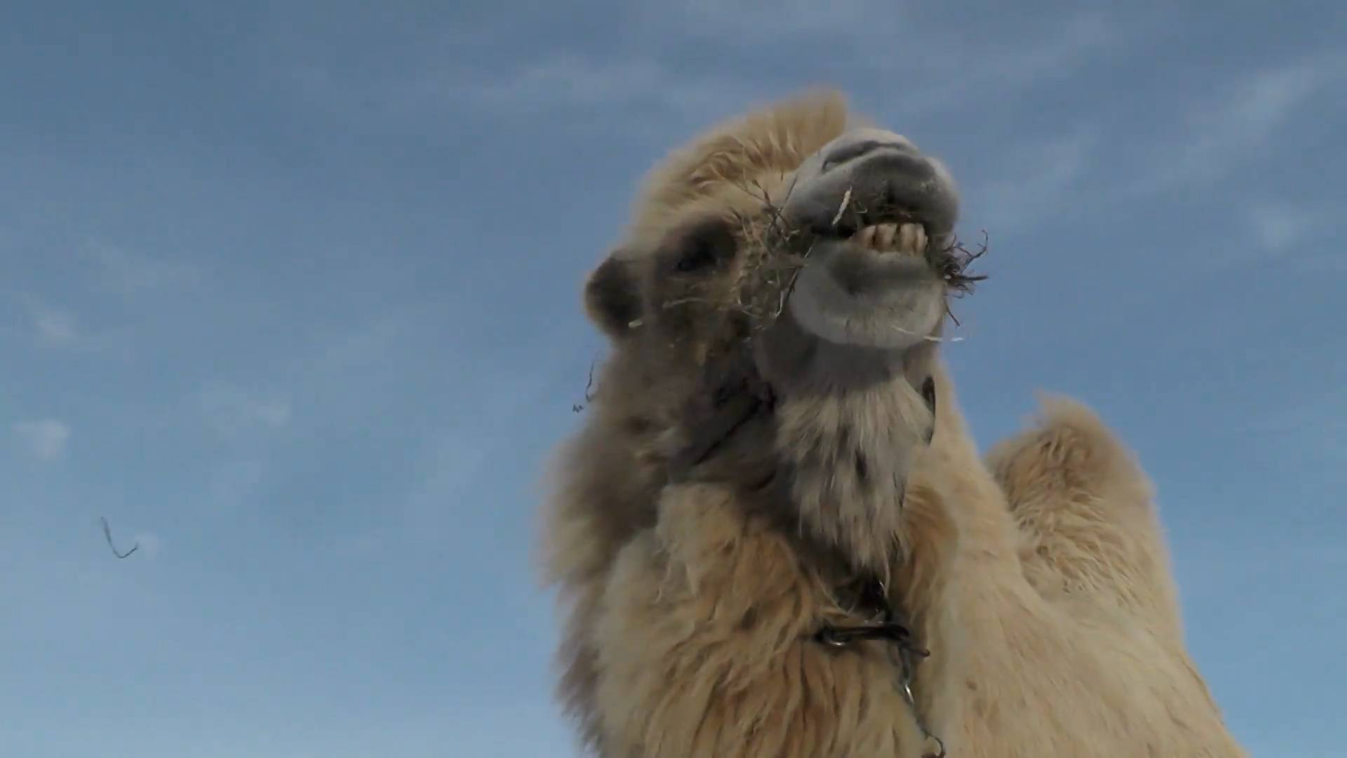 Верблюд Зуля переехал из Дагестана в Крым и стал фотомоделью Видео