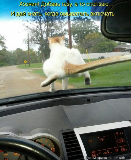 Новая котоматрица на выходные Новая котоматрица на выходные