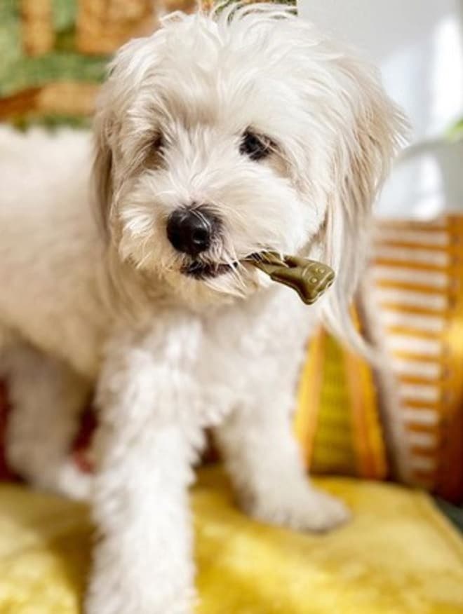 Собака стоит