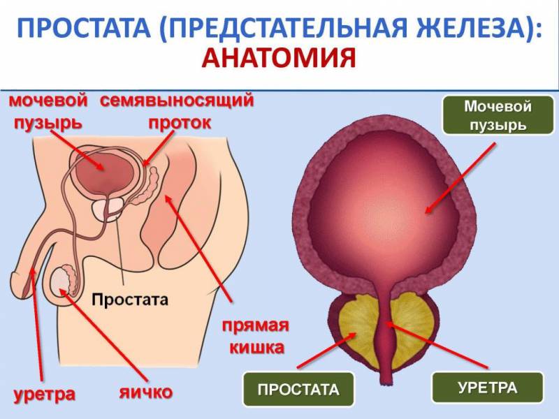 Что Такое Простатита У Мужчин Фото