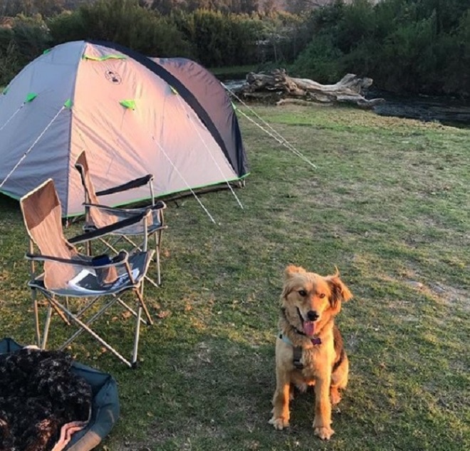 Собака на отдыхе