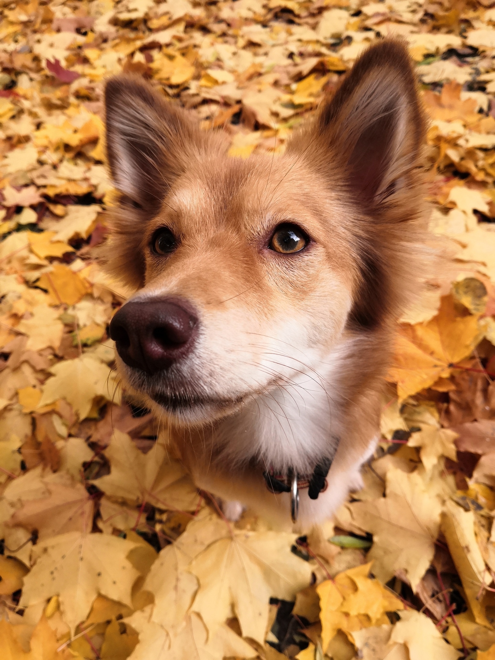 собака на прогулке