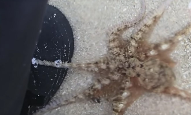 Дайвер спас осьминога и получил в ответ от моллюска благодарность