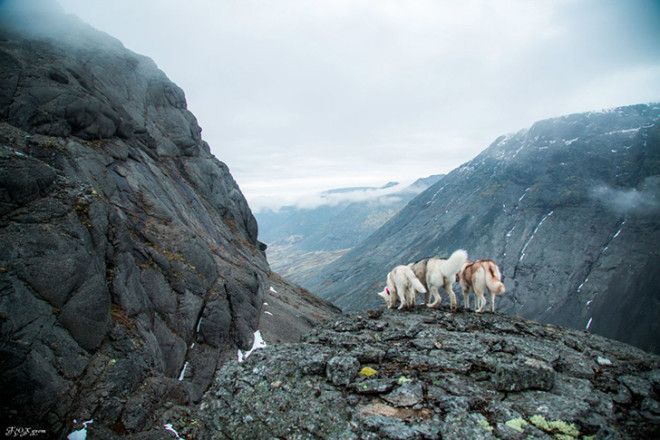 Сказочные хаски в фотографиях