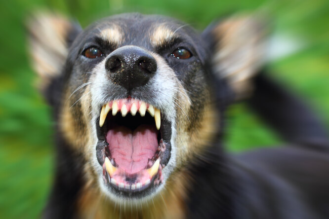 5 собак с самыми мощными челюстями в мире: грозные рекордсмены животные,здоровье