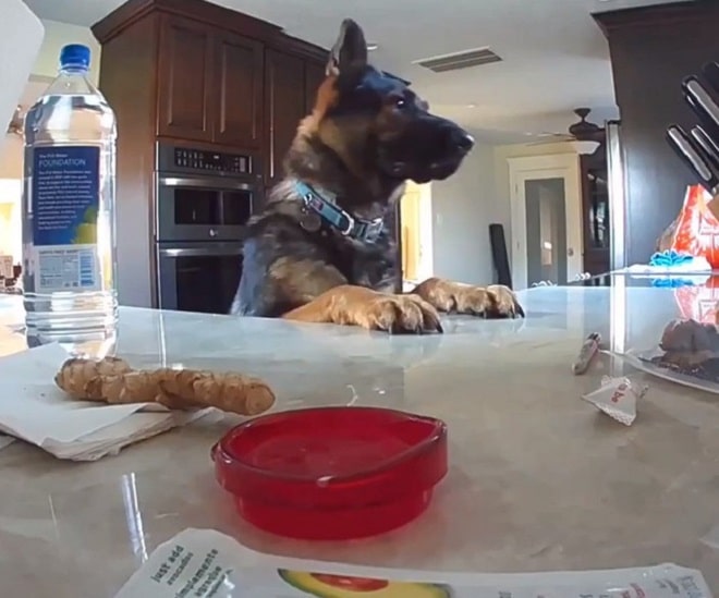 Пес на кухне