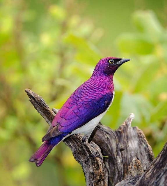 Снимки экзотических птиц с невероятно красивым оперением