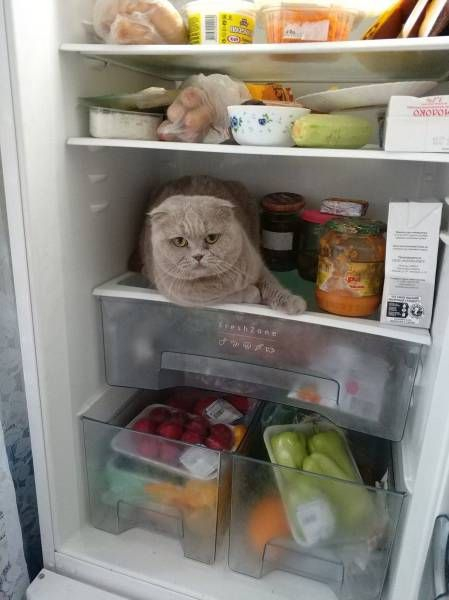 Пусть он ходит везде с тобой, там поймешь, кто такой..) веселые картинки