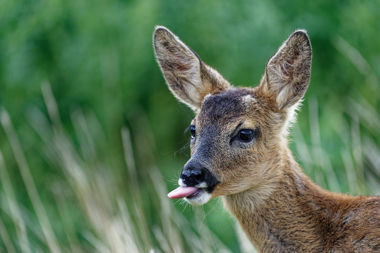 25 самых милых фотографий животных в дикой природе ShutterstockFotodomruфото, ктото, Bachkova, посмотрите, Piotr, марта, только, дикой, NataliaShutterstockFotodomruфото, KrzeslakShutterstockFotodomruфото, важной, удивленно, выглядывает, Только, укрытия, сладко, рядом, неловко, кувыркается, траве