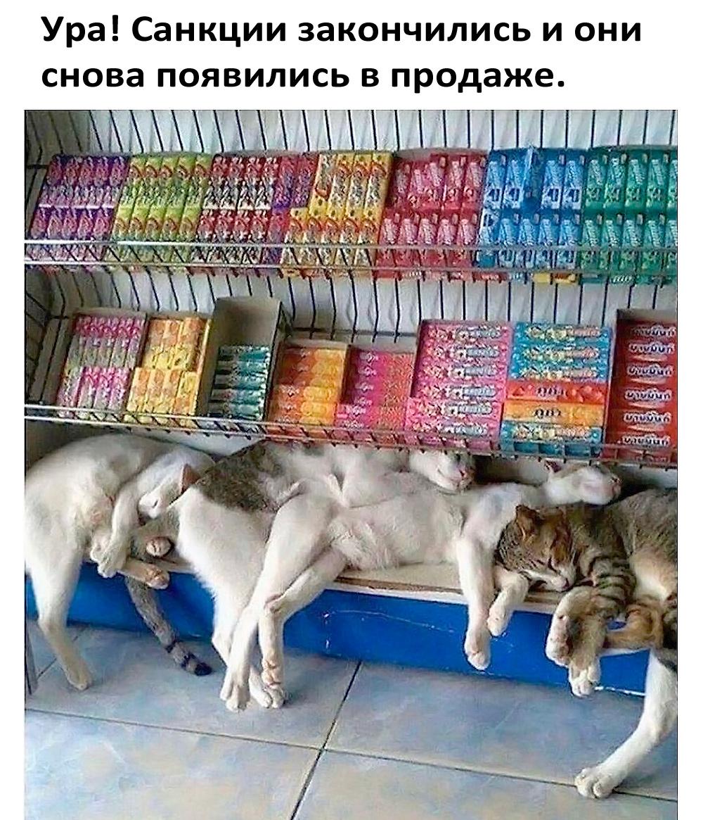 Смешные коты и кошки: лучшие мемы для поднятия настроения