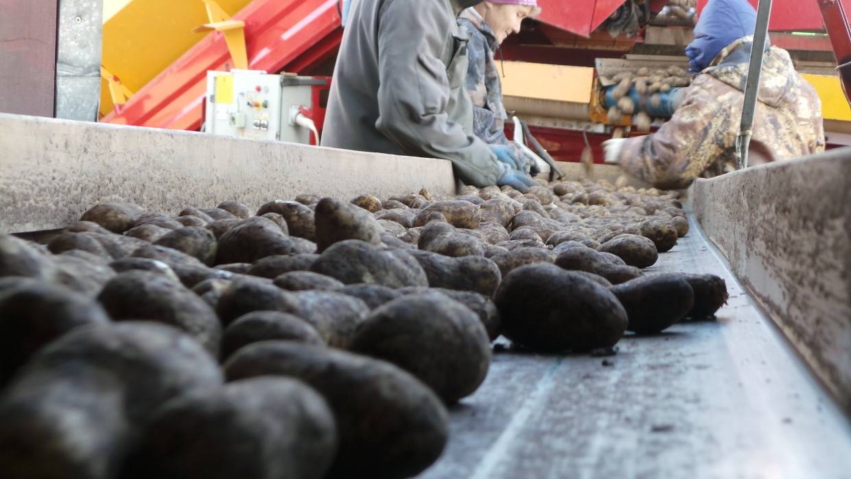Минсельхоз России разработал меры по предотвращению дефицита картофеля