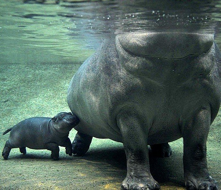 Бегемоты pождаются под водой. животный мир, информация, юмор