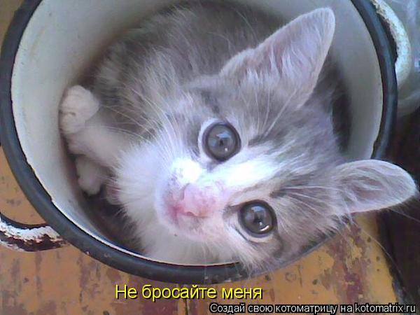Уфф!!! Ну наконец-то! Котоматрицы великолепные, каждая с доброй улыбкой!!!
