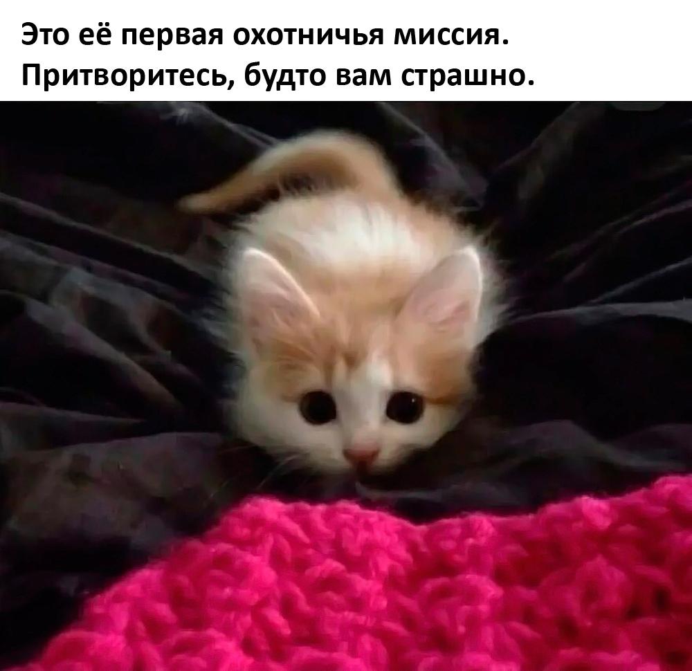 Смешные коты и кошки: лучшие мемы для поднятия настроения