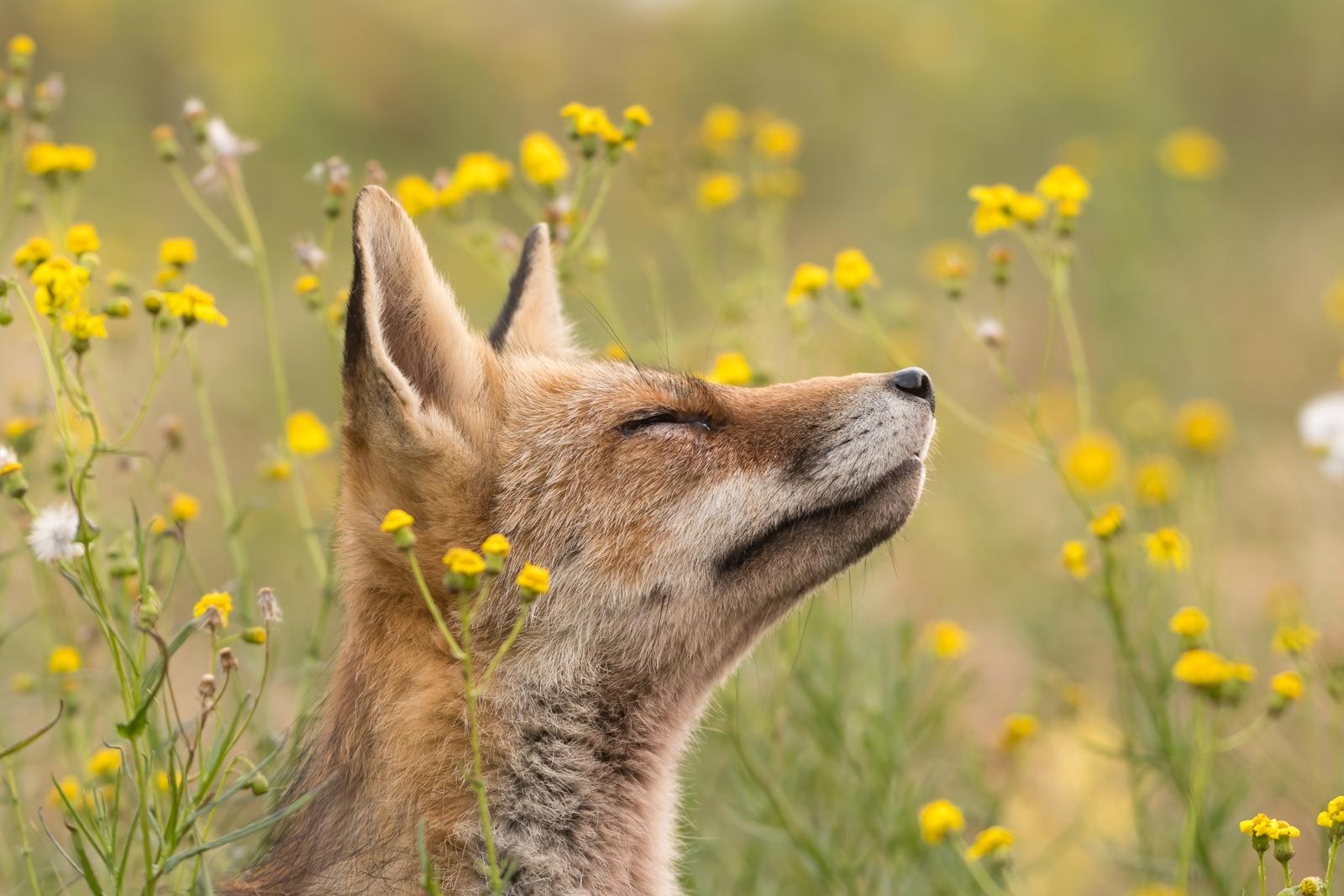 25 самых милых фотографий животных в дикой природе ShutterstockFotodomruфото, ктото, Bachkova, посмотрите, Piotr, марта, только, дикой, NataliaShutterstockFotodomruфото, KrzeslakShutterstockFotodomruфото, важной, удивленно, выглядывает, Только, укрытия, сладко, рядом, неловко, кувыркается, траве